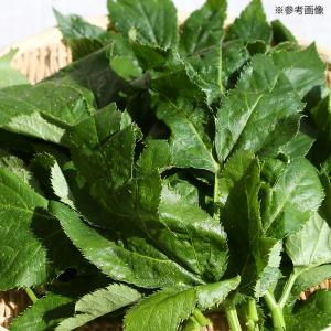国産 明日葉のみじん切り 30g 無添加 無着...の詳細画像3