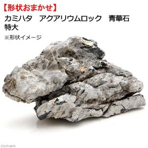 チャーム（charm） 一点物 碧海石 親石 大型水槽用 857672