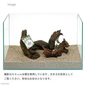 形状お任せ 自然流木 中(約20cm〜) 3本セットの詳細画像1