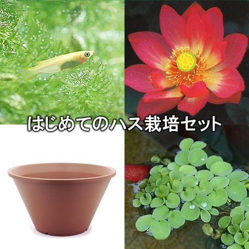 （ビオトープ）（めだか）はじめてのハス栽培セット　即非蓮＋陶鉢４４０＋ヒメダカ＋浮き草　他　説明書付...