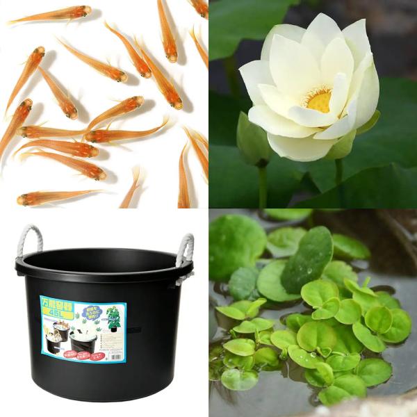 （ビオトープ）（めだか）はじめてのハス栽培セット　黄花蓮（キバナハス）＋万能容器４５Ｌ＋ヒメダカ＋浮...