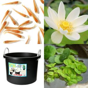 （ビオトープ）（めだか）はじめてのハス栽培セット　白花蓮（シロバナハス）＋万能容器４５Ｌ＋ヒメダカ＋浮き草　他　説明書付　本州四国限定