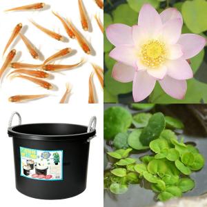 （ビオトープ）（めだか）はじめてのハス栽培セット　桃一重蓮（モモヒトエハス）＋万能容器４５Ｌ＋ヒメダカ＋浮き草　他　説明書付　本州四国限定