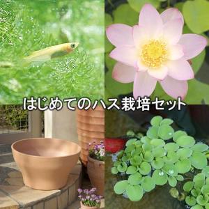 ◆《本州・四国限定》はじめてのハス栽培セット（メダカ付）　桃一重ハス＋ウォームブラウン４５０＋ヒメダカ＋浮き草　他《説明書付き》