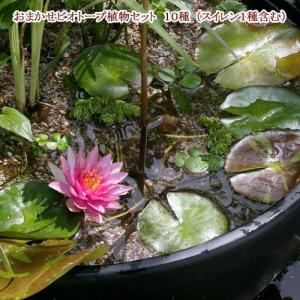 （ビオトープ）（水草）おまかせビオトープ植物セット　１０種（睡蓮（スイレン）１種含む）本州・四国限定