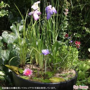 (ビオトープ)(水草)おまかせビオトープ植物セ...の詳細画像1