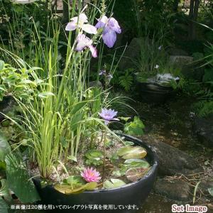 (ビオトープ)(水草)おまかせビオトープ植物セ...の詳細画像2