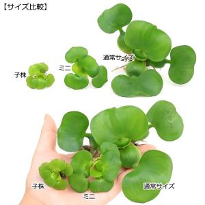 (浮草)メダカ 金魚 ホテイアオイ ホテイ草 ...の詳細画像3