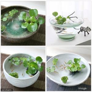 (浮草)メダカ 金魚 ホテイアオイ ホテイ草 ...の詳細画像2