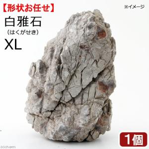 チャーム（charm） 碧海石 Mサイズ 約13〜18cm 1個 形状お任せ