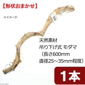 天然素材　吊り下げ式　モダマ　Ｍ６０Ｈ　（長さ６００ｍｍ　直径２５〜３５ｍｍ程度）　スパイラルパーチ｜chanet