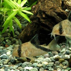 （熱帯魚）コリドラス・メリニ（ワイルド）（３匹）　北海道航空便要保温