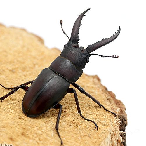 （昆虫）国産ノコギリクワガタ　成虫　ＷＤ　４０〜４９ｍｍ（Ｓサイズ）（３ペア）