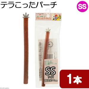 エボリューション　テラこったパーチ！　ＳＳ