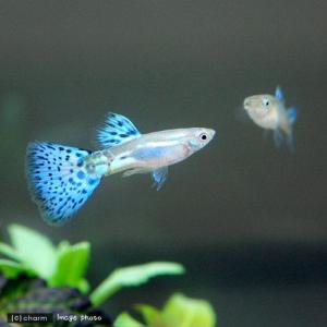 (熱帯魚)ブルーグラスグッピー(国産グッピー)...の詳細画像1