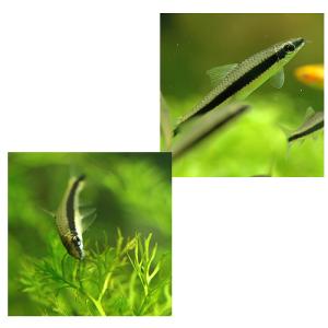 (熱帯魚)サイアミーズ・フライングフォックス(...の詳細画像2