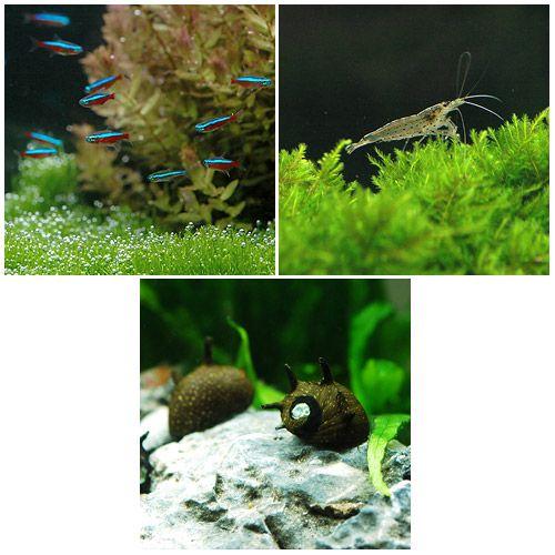 （熱帯魚）カージナルテトラ（ブリード）（２０匹）　＋コケ対策セット　北海道・九州航空便要保温