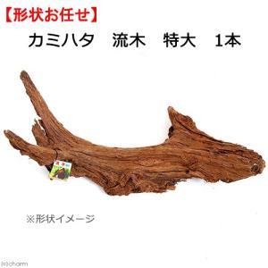 ニッソー 形状お任せ 自然流木 特大（約30〜50cm） 1本 お一