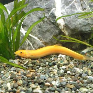 （淡水魚）ヒドジョウ　Ｓサイズ（３匹）