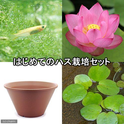 （ビオトープ）（めだか）はじめてのハス栽培セット　大賀ハス＋陶鉢４４０＋ヒメダカ＋浮き草　他　説明書...