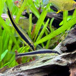 (熱帯魚)サイアミーズ・フライングフォックス(...の詳細画像1