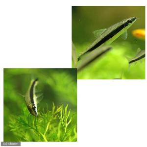 (熱帯魚)サイアミーズ・フライングフォックス(...の詳細画像2