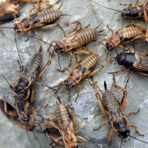 （生餌）死着保証なし　カキ殻パウダー付き　フタホシコオロギ　ＭＬ　約２０匹（１０グラム）　爬虫類　両生類　餌　北海道・九州航空便要保温