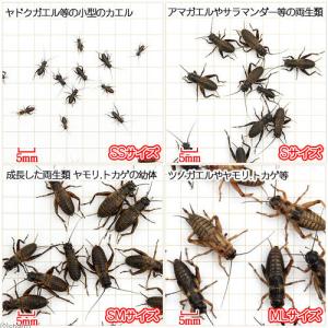 (生餌)死着保証なし カキ殻パウダー付き フタ...の詳細画像1