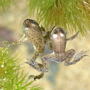 （両生類）生餌　ウキガエル（５０匹）　アロワナ　餌　エサ　活餌　北海道・九州航空便要保温