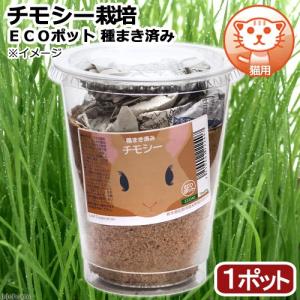 《終売》（観葉植物）種まき済み　チモシー栽培　ＥＣＯポット（１ポット）　猫用