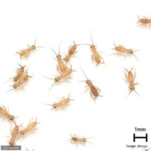 (生餌)死着保証なし ヨーロッパイエコオロギ ...の詳細画像1