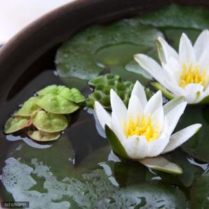 (ビオトープ)(水草)姫睡蓮(ヒメスイレン)(...の詳細画像1