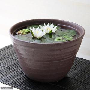 (ビオトープ)(水草)姫睡蓮(ヒメスイレン)(...の詳細画像2