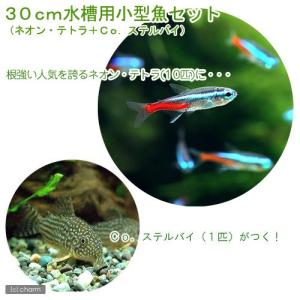（熱帯魚）３０ｃｍ水槽用小型魚セット（ネオンテトラ１０匹＋コリドラス・ステルバイ１匹）　北海道航空便要保温