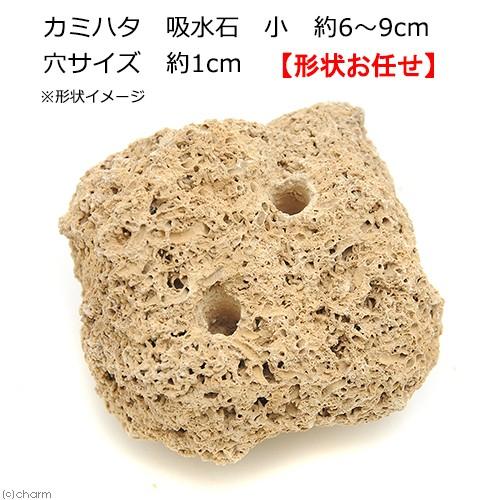 カミハタ　吸水石　小　約６〜９ｃｍ　穴サイズ　約１ｃｍ　テラリウム　パルダリウム　着生　コケ