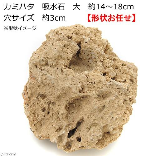 カミハタ　吸水石　大　約１４〜１８ｃｍ　穴サイズ　約３ｃｍ　テラリウム　パルダリウム　着生　コケ