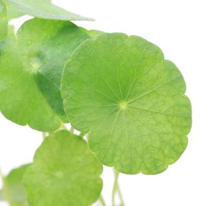 （水草）ミニマッシュルーム（水上葉）鉢植え（無農薬）（３鉢）