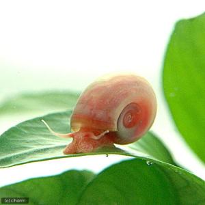 (エビ・貝)ピンクラムズホーン(4匹) 北海道...の詳細画像1