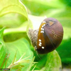 （エビ・貝）カバクチカノコ貝（２匹）　北海道・九州航空便要保温