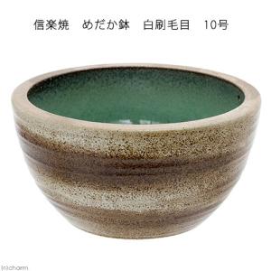 信楽焼 めだか鉢 白刷毛目 10号