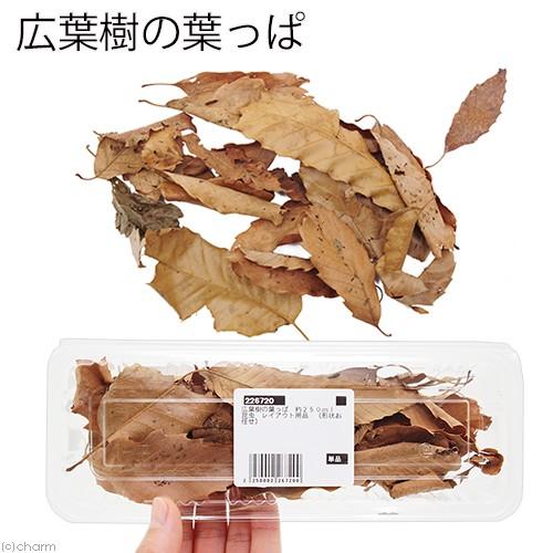 広葉樹の葉っぱ　約２５０ｍｌ　昆虫　レイアウト用品　（形状お任せ）