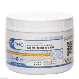チャーム（charm） （水草）ホシクサsp．クチ（水中葉）（無農薬