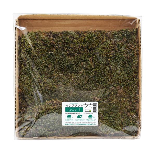 インスタント苔　スナゴケＬ　外径２５ｃｍ×２５ｃｍ　ドライタイプ　乾燥ゴケ