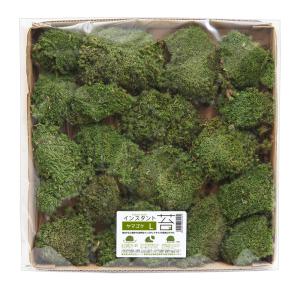 インスタント苔　ヤマゴケＬ　外径２５ｃｍ×２５ｃｍ　ドライタイプ　乾燥ゴケ