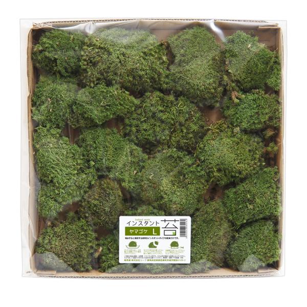 インスタント苔　ヤマゴケＬ　外径２５ｃｍ×２５ｃｍ　ドライタイプ　乾燥ゴケ