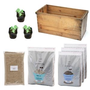 りんご箱ガーデン キャットニップ栽培セット アンティーク仕立て 麻袋 軽石砂 土付き お一人様1点 同梱不可