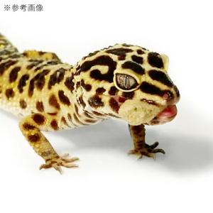 キョーリン レオパドライ 60g 餌 フード ...の詳細画像4