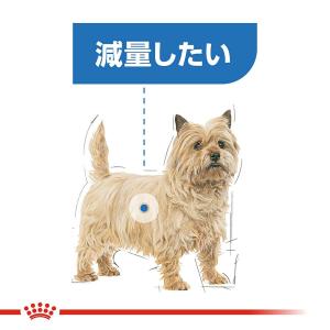 ロイヤルカナン 減量したい犬用 小型犬用 ミニ...の詳細画像3