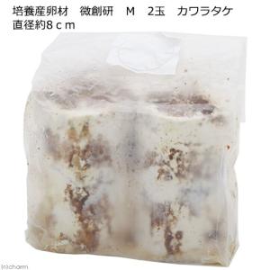 冷蔵培養産卵材　微創研　Ｍ　２玉　カワラタケ　直径約８ｃｍ別途クール手数料　常温商品同梱不可