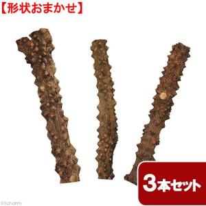 NEIGHBORHOOD（ネイバーフッド） 23SS BONE PALO SANTO HOLDER 231AINH